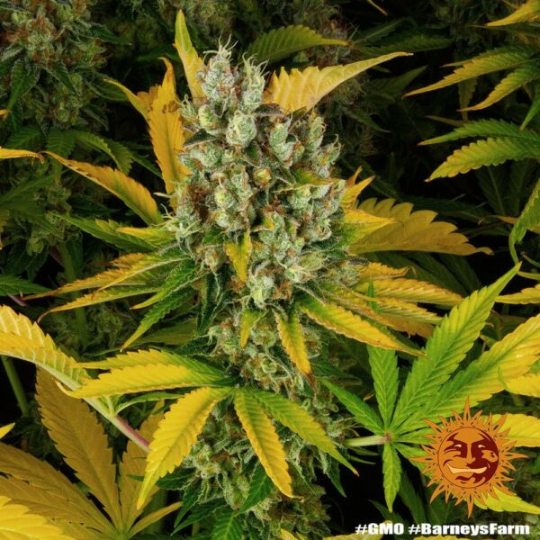 Barney’s Farm cannabis seeds autoflowering and feminized to buy in Greece and Europe Wholesale and Retail.