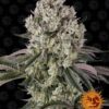Flowering Glookies Barney’s Farm cannabis seeds autoflowering and feminized to buy in Greece and Europe Wholesale and Retail.