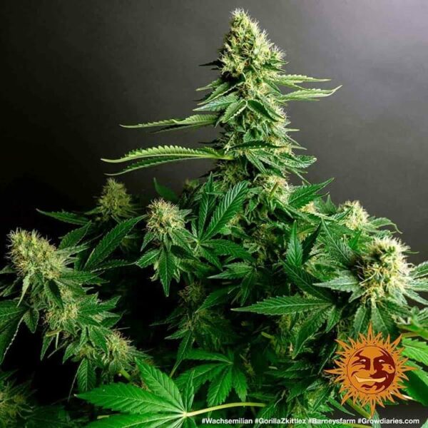 Barney’s Farm cannabis seeds autoflowering and feminized to buy in Greece and Europe Wholesale and Retail.