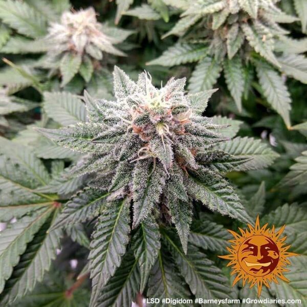 Barney’s Farm cannabis seeds autoflowering and feminized to buy in Greece and Europe Wholesale and Retail.