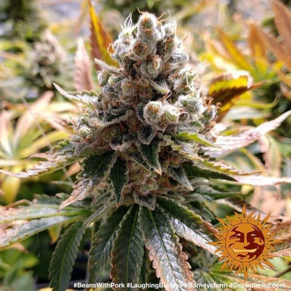 Barney’s Farm cannabis seeds autoflowering and feminized to buy in Greece and Europe Wholesale and Retail.