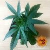 Flowering Liberty Haze Barney’s Farm cannabis seeds autoflowering and feminized to buy in Greece and Europe Wholesale and Retail.
