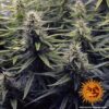 Plants Liberty Haze Barney’s Farm cannabis seeds autoflowering and feminized to buy in Greece and Europe Wholesale and Retail.