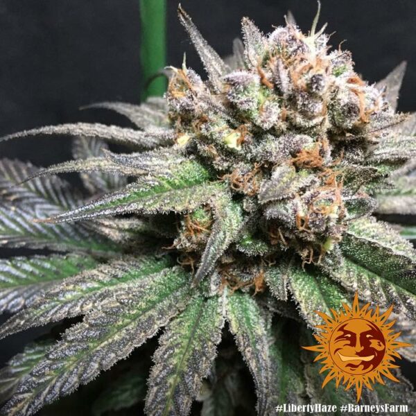 Barney’s Farm cannabis seeds autoflowering and feminized to buy in Greece and Europe Wholesale and Retail.