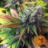 Plant Liberty Haze Barney’s Farm cannabis seeds autoflowering and feminized to buy in Greece and Europe Wholesale and Retail.