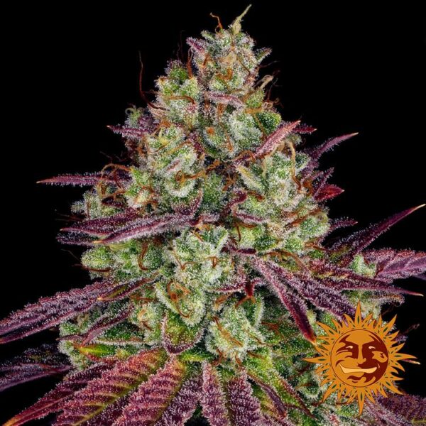 Barney’s Farm cannabis seeds autoflowering and feminized to buy in Greece and Europe Wholesale and Retail.