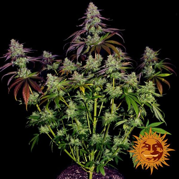 Flowering Mimosa EVO Barney's Farm cannabis seeds autoflowering and feminized to buy in Greece and Europe Wholesale and Retail.