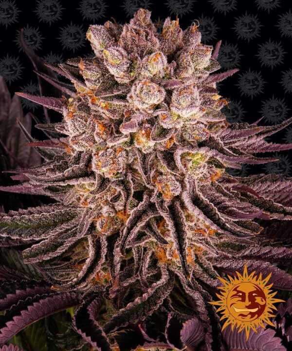 Flowering Mimosa x Orange Punch Barney's Farm cannabis seeds autoflowering and feminized to buy in Greece and Europe Wholesale and Retail.