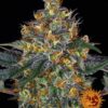 Moby Dick Auto Barney’s Farm Blooming cannabis seeds autoflowering and feminized to buy in Greece and Europe Wholesale and Retail.