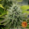 Barney’s Farm cannabis seeds autoflowering and feminized to buy in Greece and Europe Wholesale and Retail.