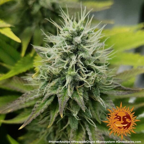 Barney’s Farm cannabis seeds autoflowering and feminized to buy in Greece and Europe Wholesale and Retail.