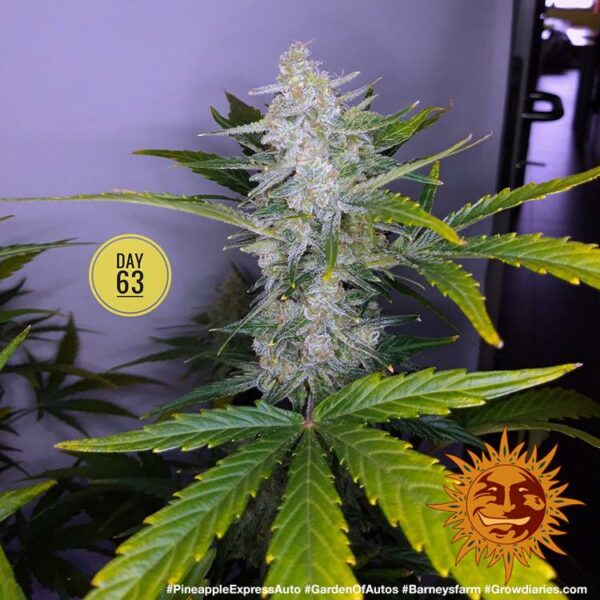 Barney’s Farm cannabis seeds autoflowering and feminized to buy in Greece and Europe Wholesale and Retail.