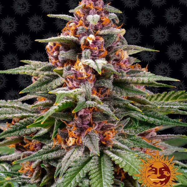 Barney’s Farm cannabis seeds autoflowering and feminized to buy in Greece and Europe Wholesale and Retail.