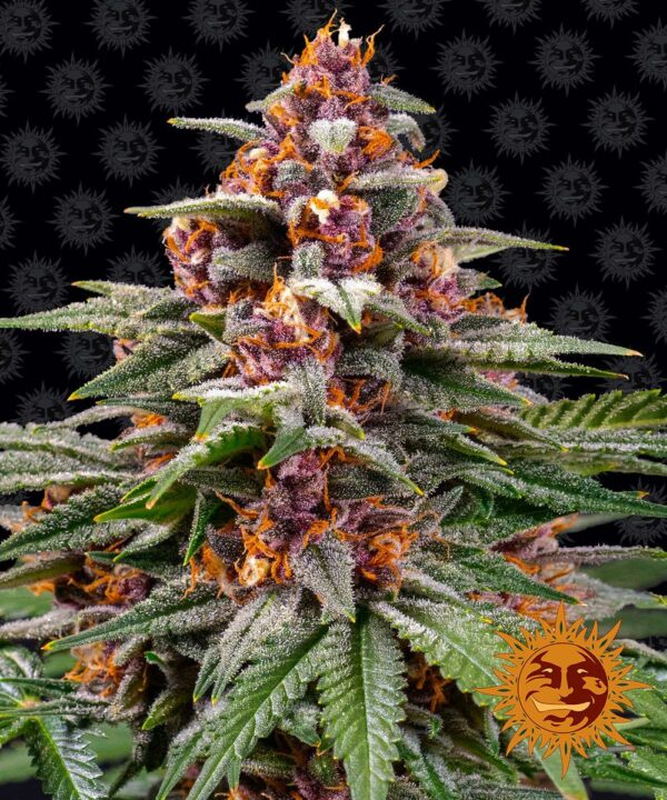 Barney’s Farm cannabis seeds autoflowering and feminized to buy in Greece and Europe Wholesale and Retail.