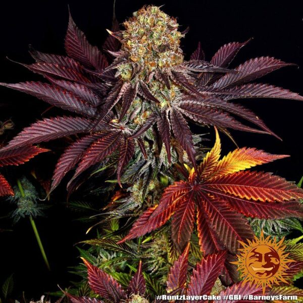 Barney’s Farm cannabis seeds autoflowering and feminized to buy in Greece and Europe Wholesale and Retail.