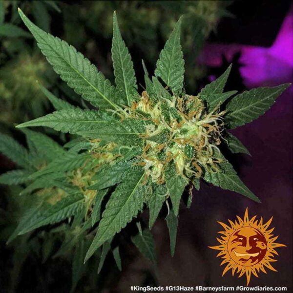 Barney’s Farm cannabis seeds autoflowering and feminized to buy in Greece and Europe Wholesale and Retail.