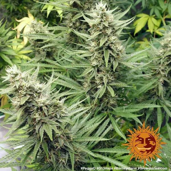 Plants G13 Haze Barney's Farm cannabis seeds autoflowering and feminized to buy in Greece and Europe Wholesale and Retail.