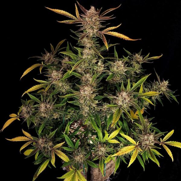 Fast Buds cannabis seeds autoflowering and feminized to buy in Greece and Europe Wholesale and Retail.